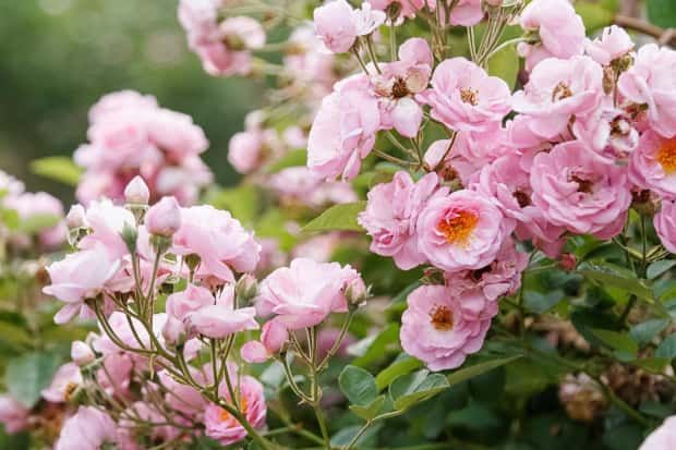 VR_Gardens's tweet photo. Brian Kidd’s eight-week plan to save your roses 🌼 
https://t.co/7AGRG39N6l https://t.co/ma80AbeVto