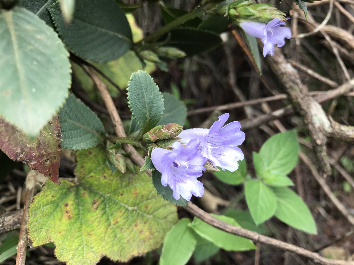 Gokulankrishna's tweet photo. #Neelakurinji 2018 #Munnar @KeralaTourism https://t.co/Qi1xfN06Cq