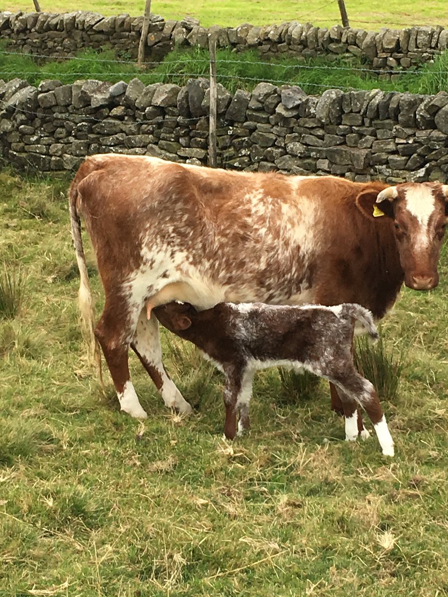 Gamfarm's tweet photo. An unexpected arrival! Went to check on the Northern Dairy Shorthorn heifers this morning and discovered we had one extra #GoNative #northerndairyshorthorn #rarebreed #calving2018 https://t.co/2axgxJez68
