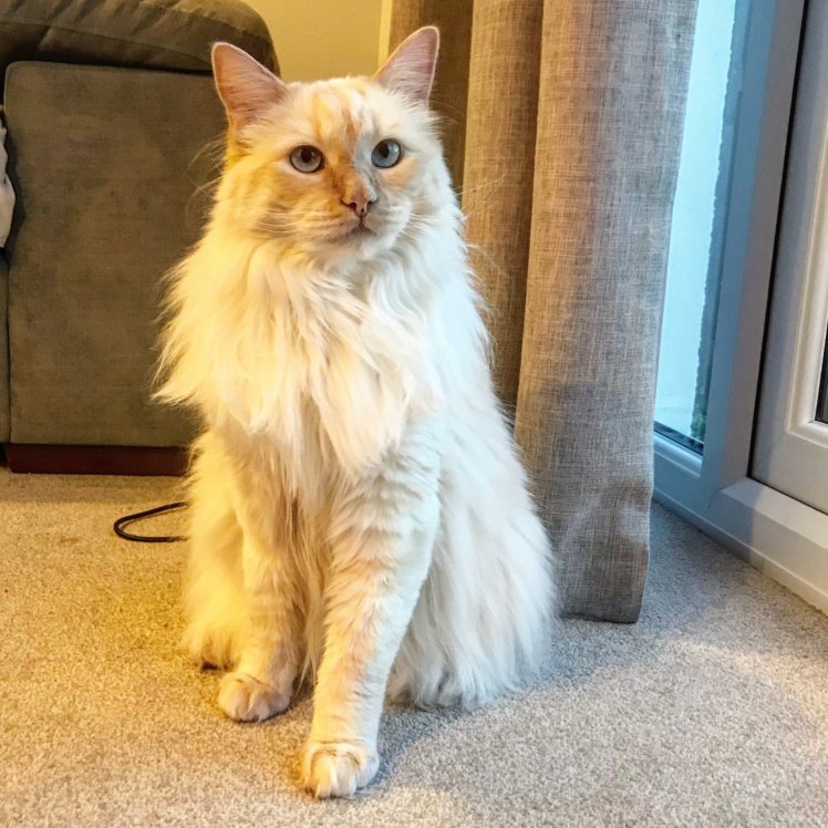 cuddlemykitty's tweet photo. "Living in Armadale, West Lothian Scotland. I have 2 Ragdoll cats. A female Tortie mitted named Willow and a flamepoint named Hugo who is 2 months younger than Willow. They are house cats for obvious reasons and love attention." https://t.co/vkiVyG7Vtz member #catsofinstagram https://t.co/3s76yXiKHs