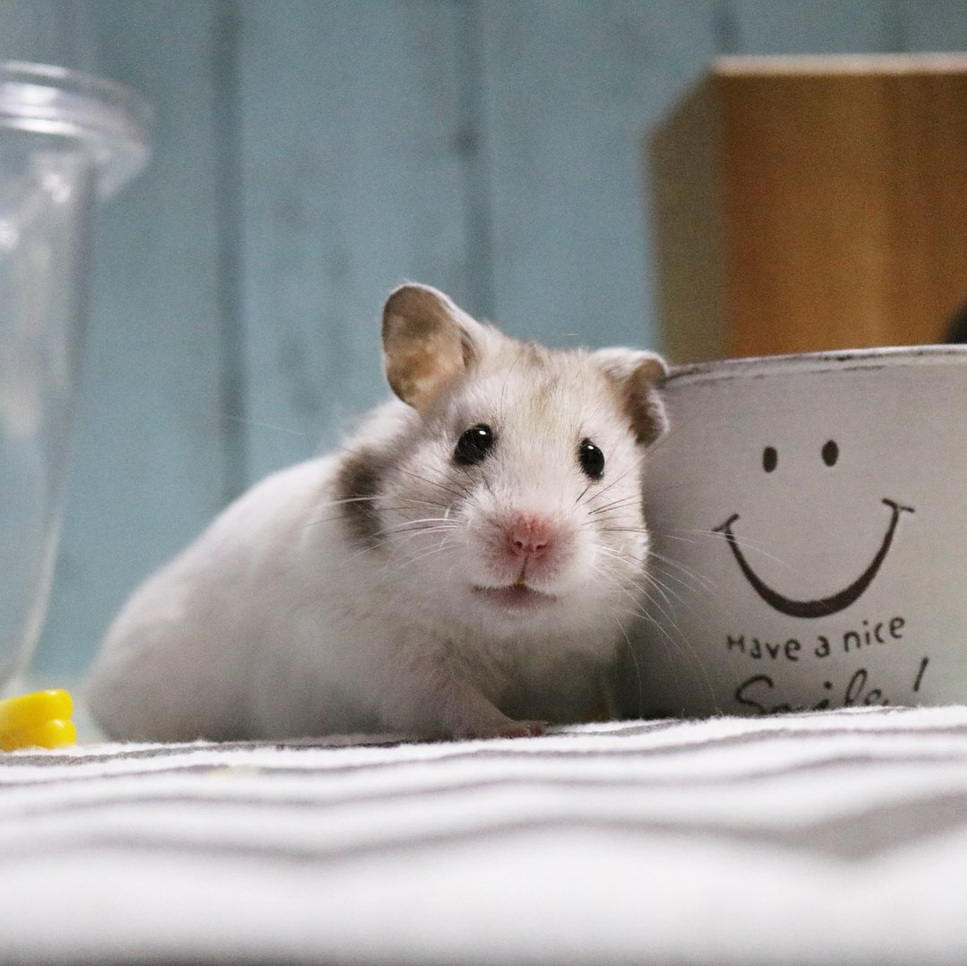 sendhamstermail's tweet photo. SMILES ALL AROUND 🐹😁🐹😁 || Send your hamster mail of treats &amp; toys each month, find out more at https://t.co/zPfcTjANoC || #hamstermail  #smallanimalsofinsta #subscriptionbox  #hamstersubscriptionbox https://t.co/u6KHVnovAz