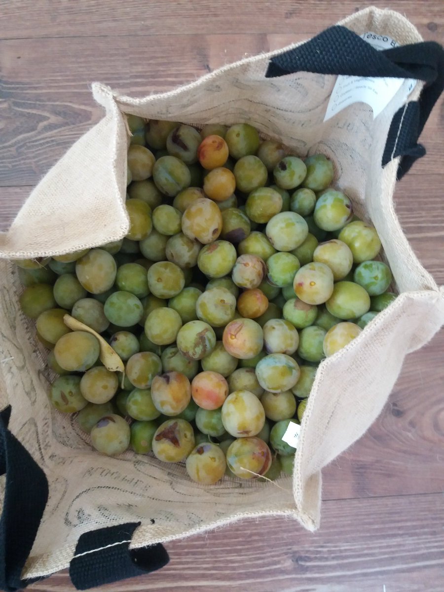 JuliaSansum's tweet photo. Greengages from my garden. Now for cooking and freezing. Free organic and delicious #seasonal #free #greengages #vegan #natural https://t.co/aXuT9nEuQr