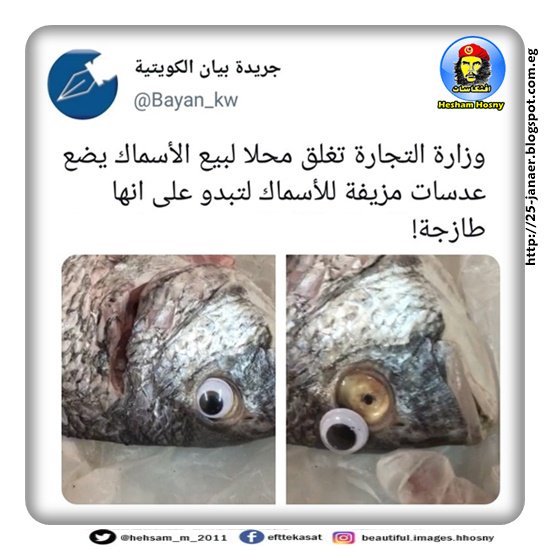 وزارة التجارة الكويتية تغلق محلا لبيع الاسماك يضع عدسات مزيفة فى عيون الاسماك لتبدو على انها طازجة