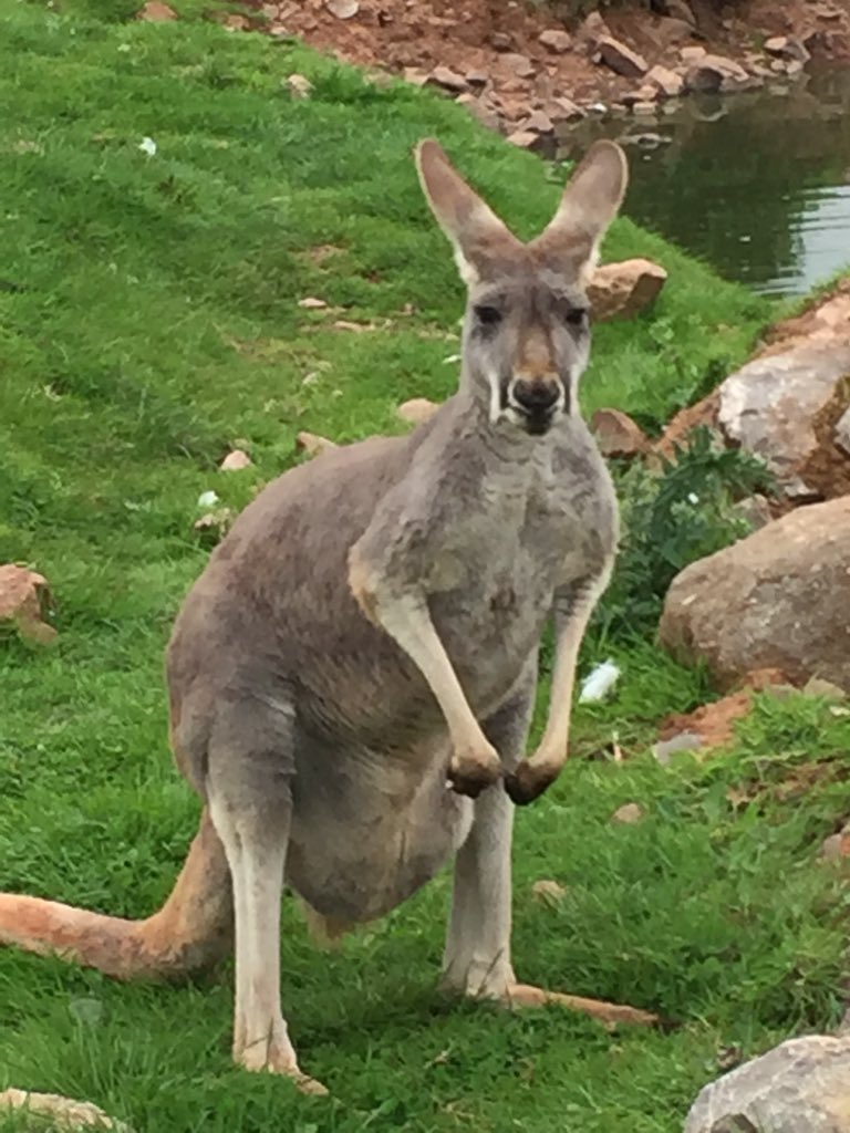 rjthconsulting's tweet photo. Last weekend of the school hols. Up close and personal at South Lakes zoo 😬 https://t.co/aImzvKOdO1