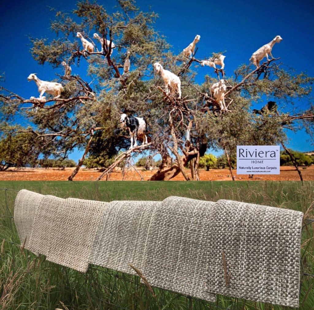 riviera_home_uk's tweet photo. We all ❤️ being closer to #nature , our #Milano #wool #carpet brings  #natural #sustainability into your #home  , easy to keep clean , check out expert advice from @WoolSafe #wool is the worlds most #versatile and #renewable #flooring #fibre @woolcarpets #itscooltobuywool #rhuk https://t.co/FSNaSiHAc3