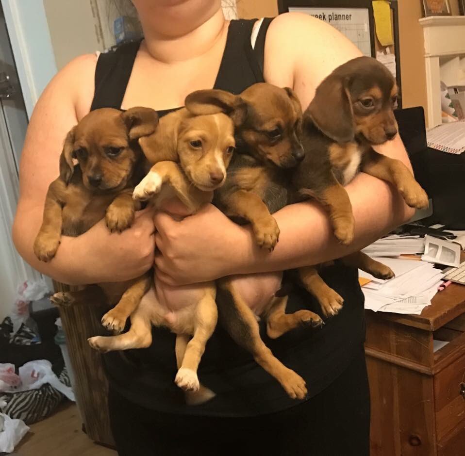 DogsByLisa's tweet image. #amazing #Cuteness in a 4-pack 😄