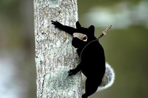 NatalieHopkin2's tweet photo. Chapter 10 - Squirrels of Peace
https://t.co/NlipZU32q4
#squirena #squernie #squirrelsofpeace #berena https://t.co/F9WcdFkr5z