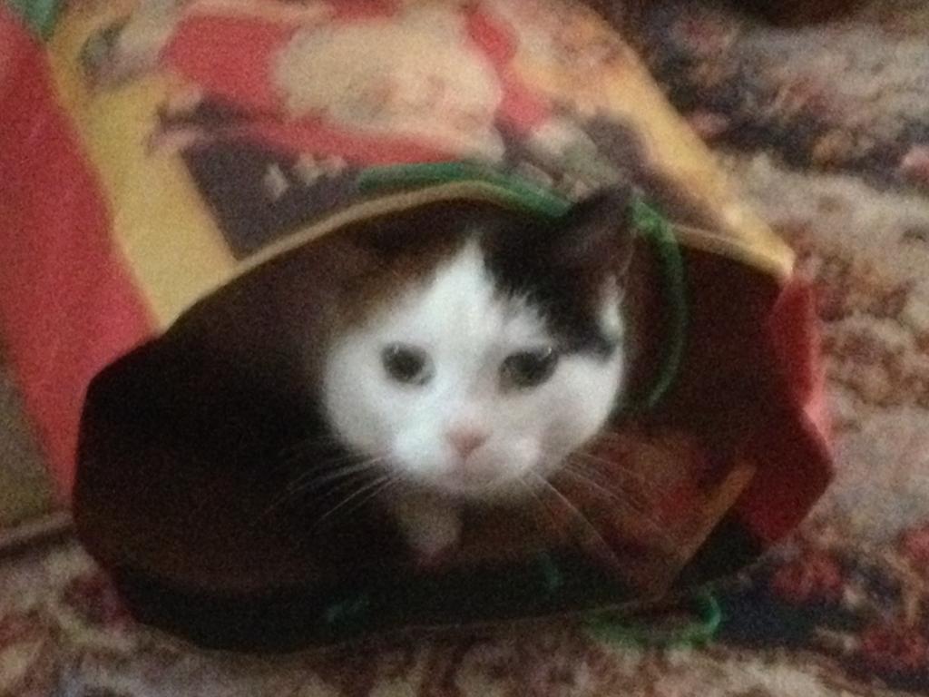 davidredefined's tweet photo. Our cat 'Truth' passed away yesterday. She was with us a happy 10 years. Very sad. 😢😢😢 https://t.co/GZ3bQeWs4W
