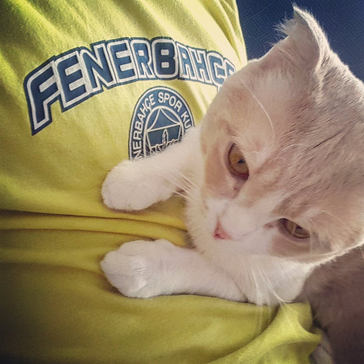 "Bugün Pazar Tv, Film ve Alex"
#CANLI #SONDAKİKA #bilmekisterimki