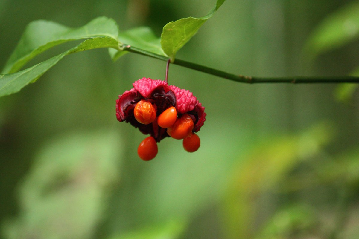 Greatsmokynps On Twitter The Hearts A Bustin Bush Is Known For Its Seed Pods Which Burst To Show A Purple Interior And Bright Orange Seeds As You Hike Through The Smokies Be On The