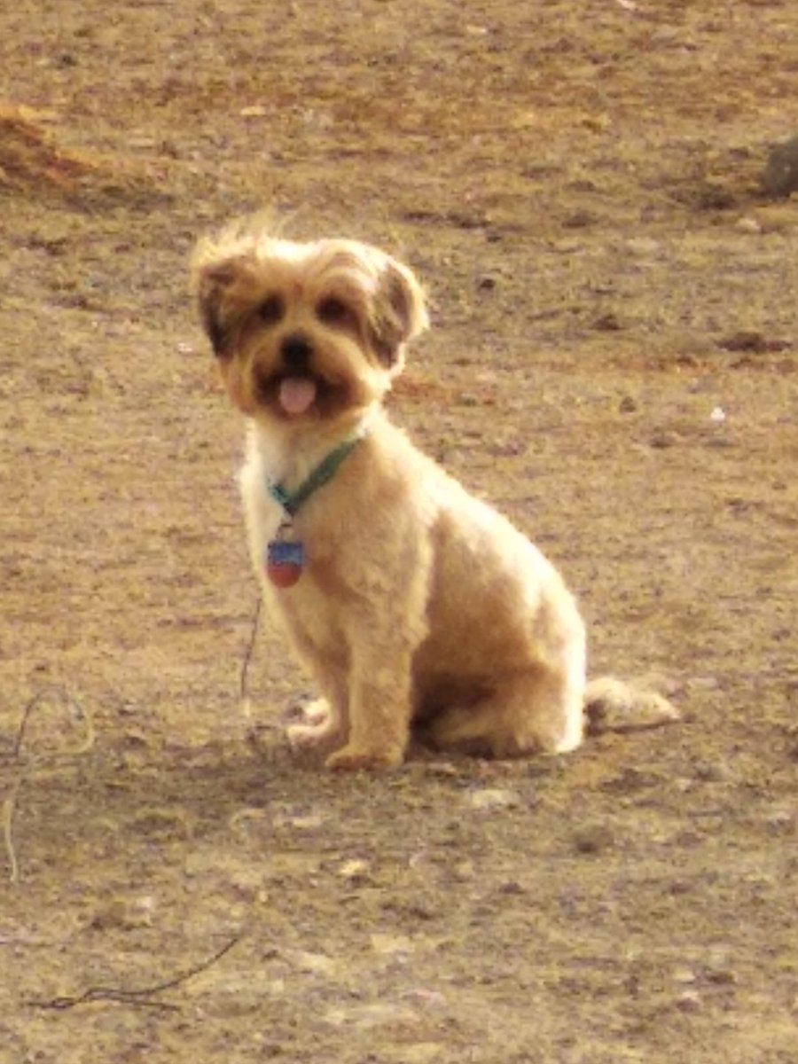 Renesituu's tweet photo. Tweet de apreciación a mi perro https://t.co/docZ3IXBjy