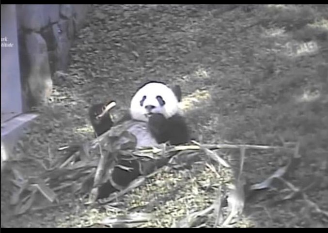 LoveGiantPandas's tweet photo. No one is cool like The Bei is cool. @houseofcubs @MommyMei98 Sept. 2, 2016 #MEImories #FlashBEIck #WhenBeiWasWiddle #BeTheBei https://t.co/GeZacWosLJ
