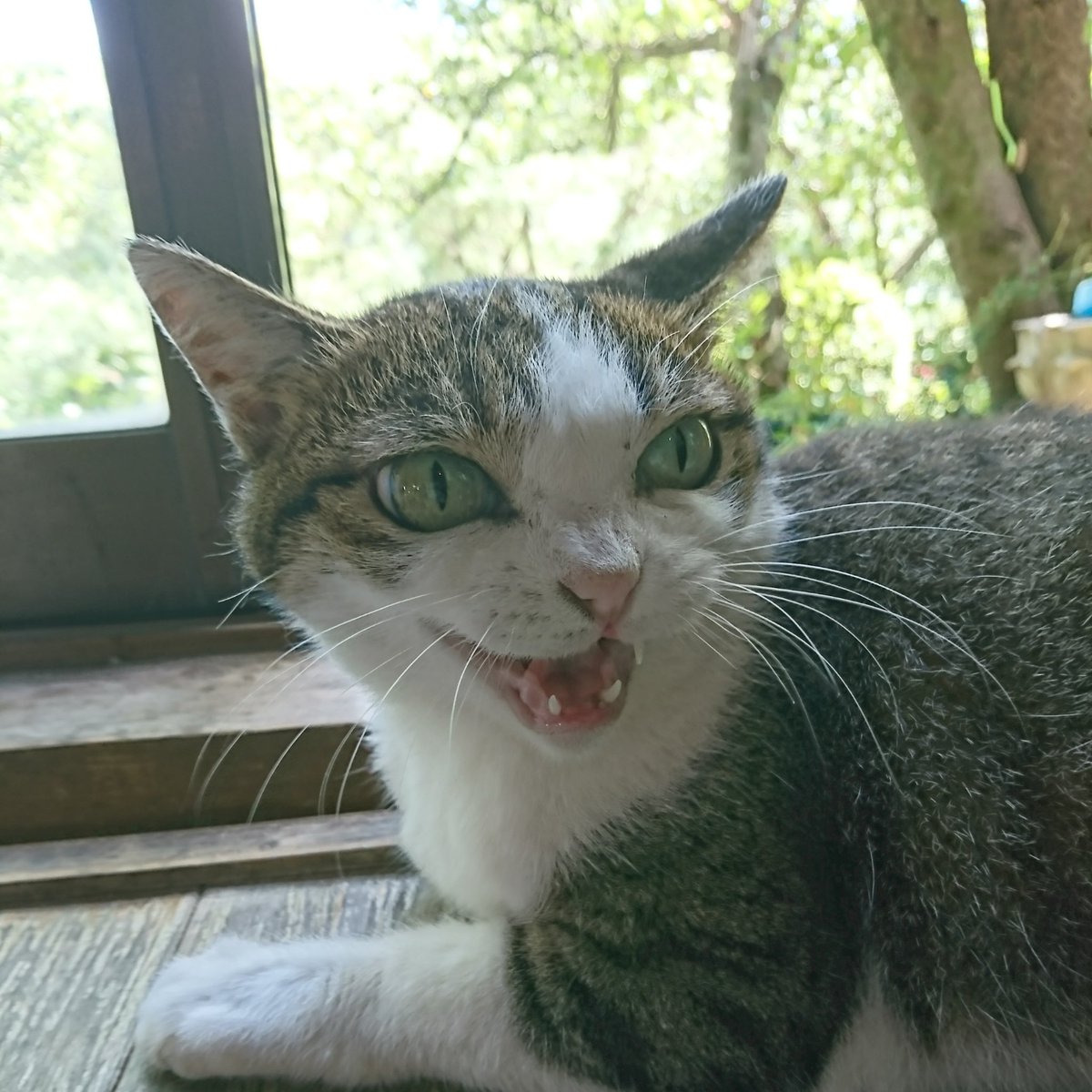 新入り猫さん目が綺麗やったなぁ。