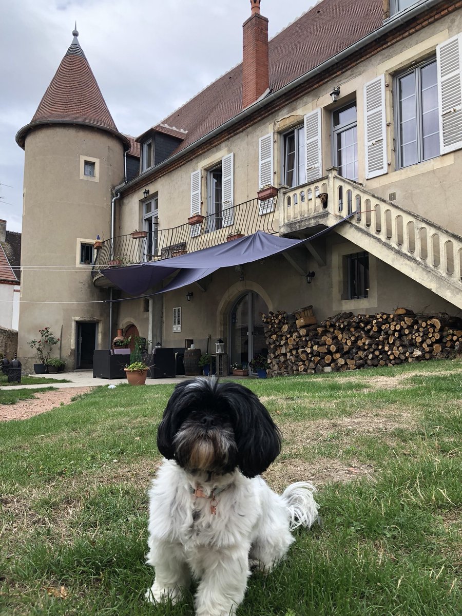 JamieMasterman's tweet image. Lola on her travels in mid france chateau besson