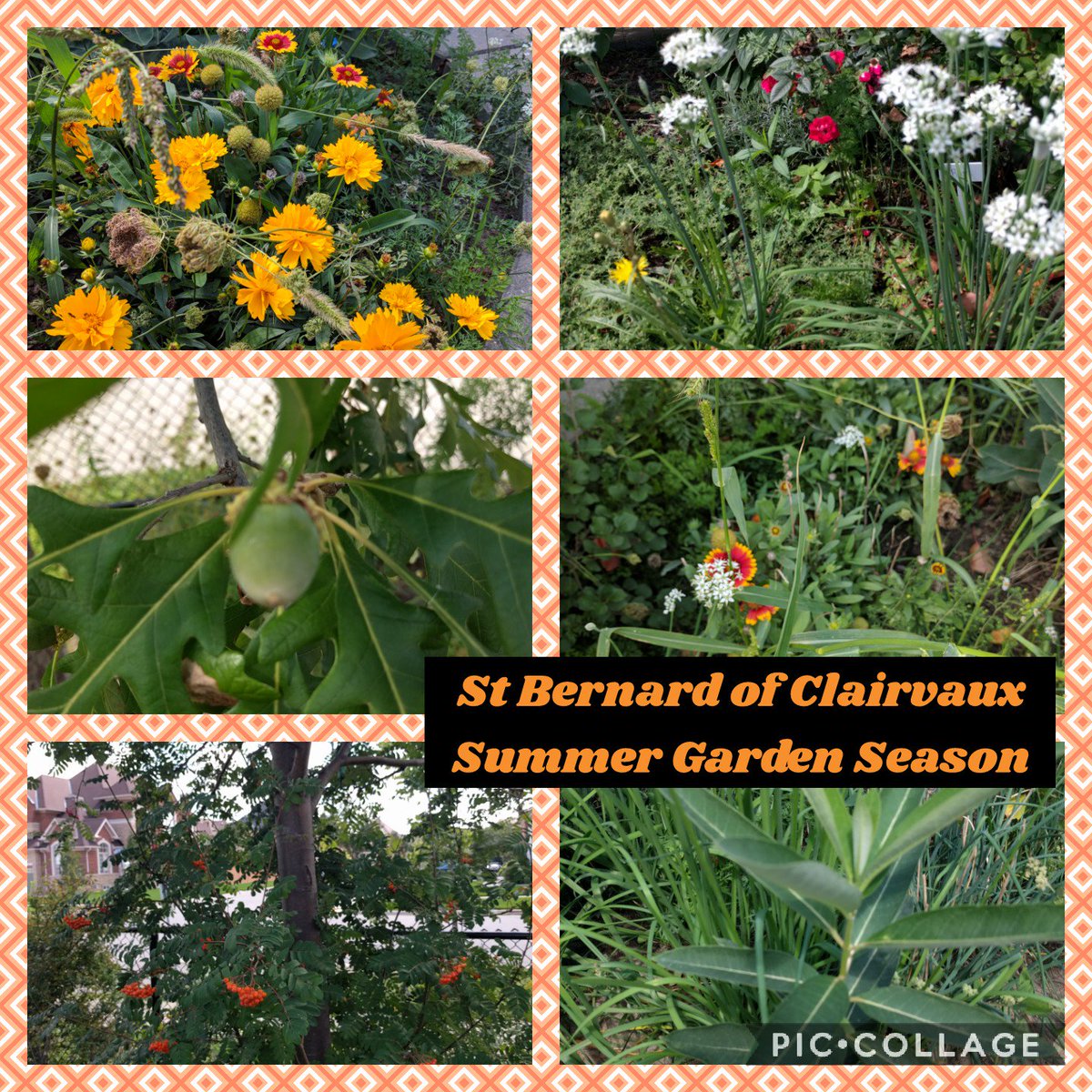BernardEcoTeam's tweet photo. Take a look 👀... A real biodiversity 🌎 hotspot! Our @StBernardDPCDSB sensory garden provides habitat and food for a variety of bees and butterflies, birds, squirrels, worms, beetles and more! 🌱🌿🐞🌸🌼🦋 #BernardSTEM https://t.co/M3g3pKCwtD