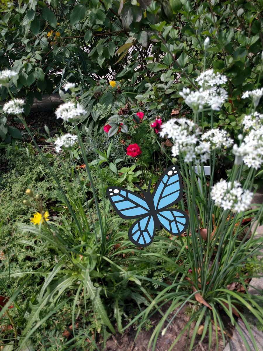 BernardEcoTeam's tweet photo. Take a look 👀... A real biodiversity 🌎 hotspot! Our @StBernardDPCDSB sensory garden provides habitat and food for a variety of bees and butterflies, birds, squirrels, worms, beetles and more! 🌱🌿🐞🌸🌼🦋 #BernardSTEM https://t.co/M3g3pKCwtD