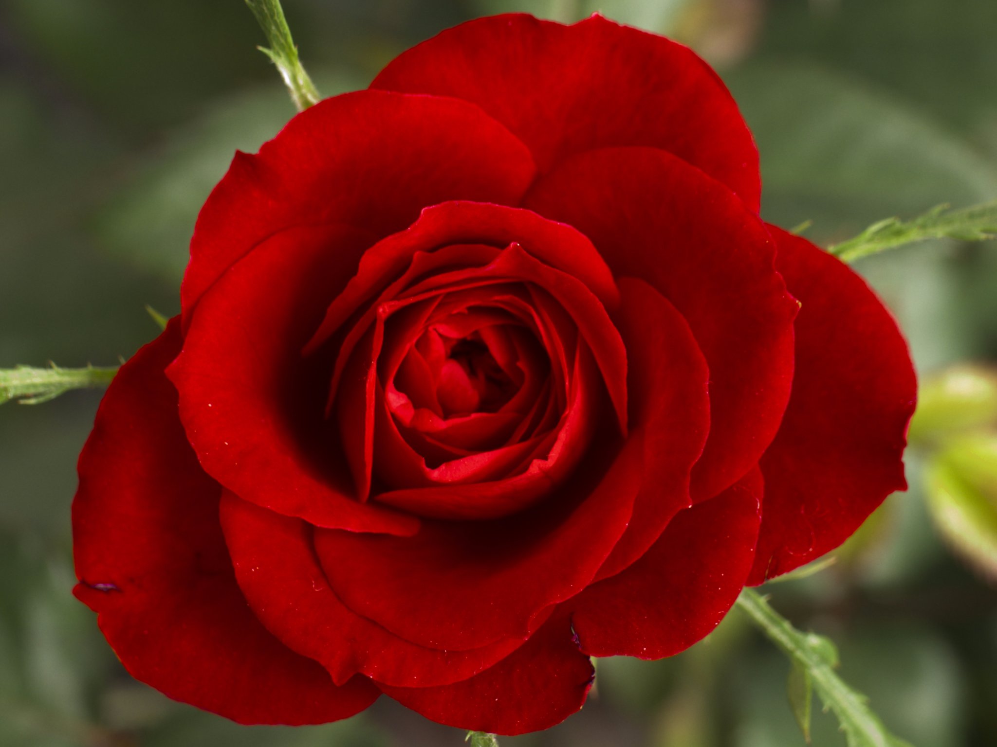  Hello, Syleena! Have a BLESSED and VERY Happy Birthday, beautiful!     