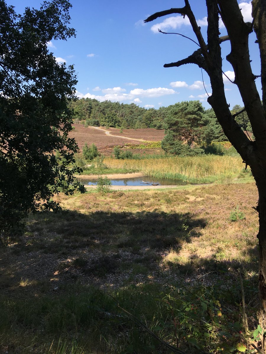 LindaL72's tweet photo. #Brunssummerheide was weer erg mooi https://t.co/A53urkMtTJ