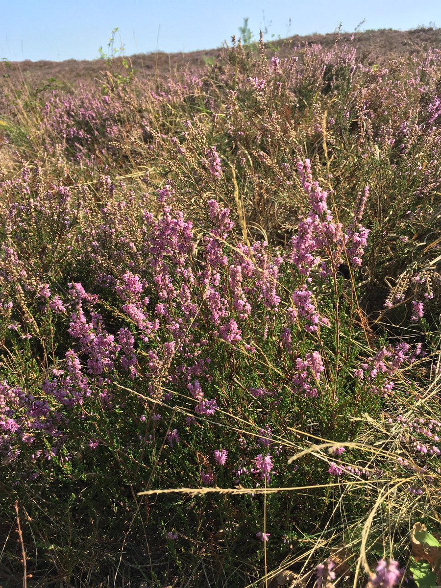 LindaL72's tweet photo. #Brunssummerheide was weer erg mooi https://t.co/A53urkMtTJ