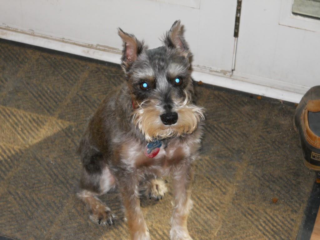 JacquelineWMUR's tweet image. A woman called #wmtw about her #lost pup, BoBo. He is a service #dog for her husband. #BoBo was last seen around 8:30 PM Saturday in #Livermore Falls wearing a blue harness. If you know anything or have seen him, please let us know. Retweet to help spread the word. Thanks! #Maine