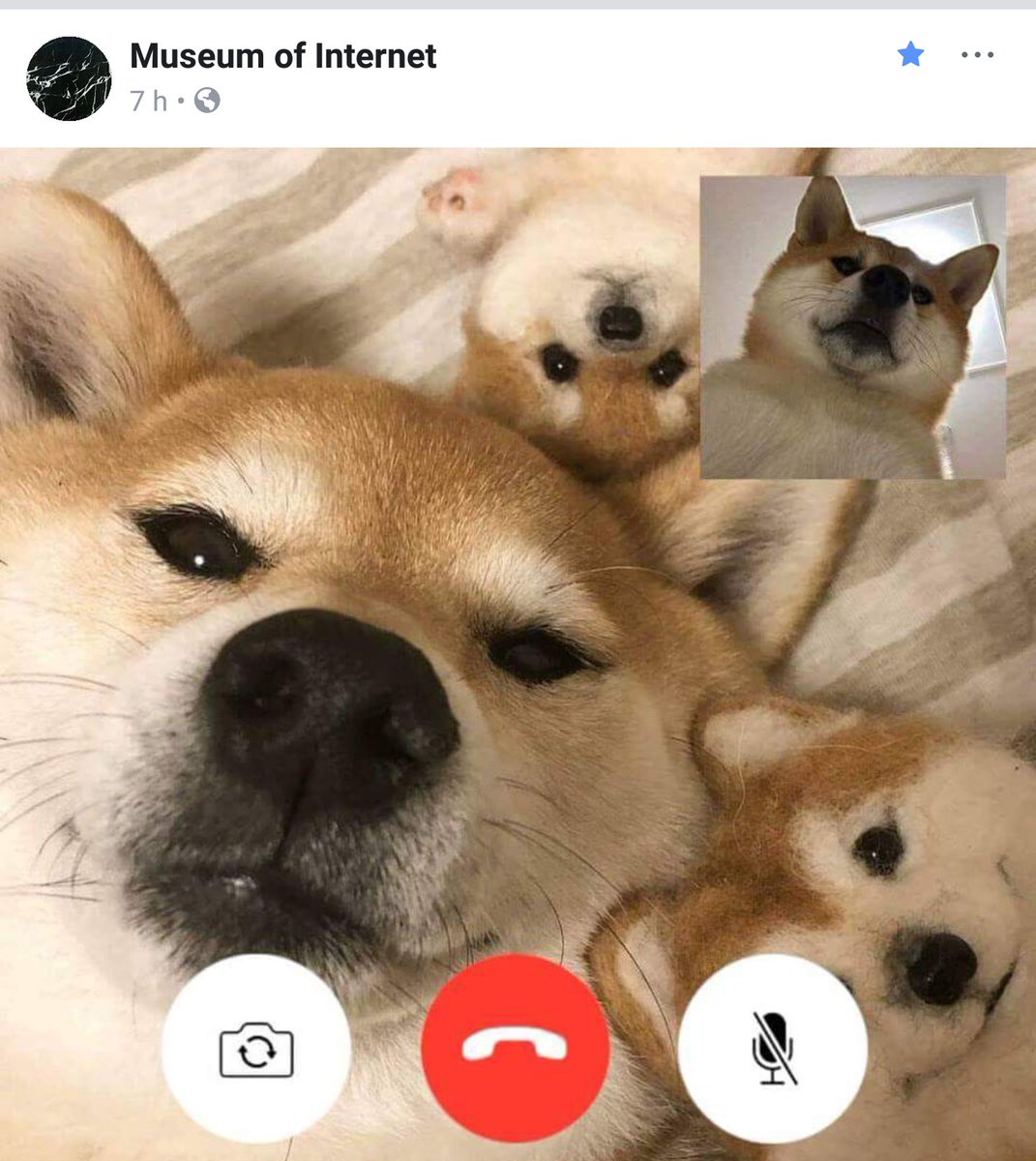 pierreschnee's tweet image. La #DogTech