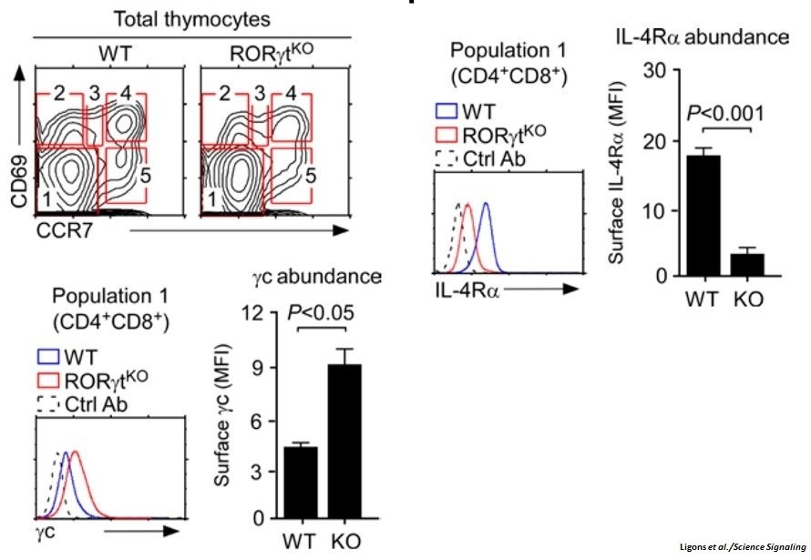 scisignal's tweet photo. #RORgt acts through the anti-apoptotic protein Bcl-xL to reduce the quantity of surface gamma c cytokines receptors in DP thymocytes @theNCI https://t.co/5MIt1zD0cU https://t.co/QpZplKliSv