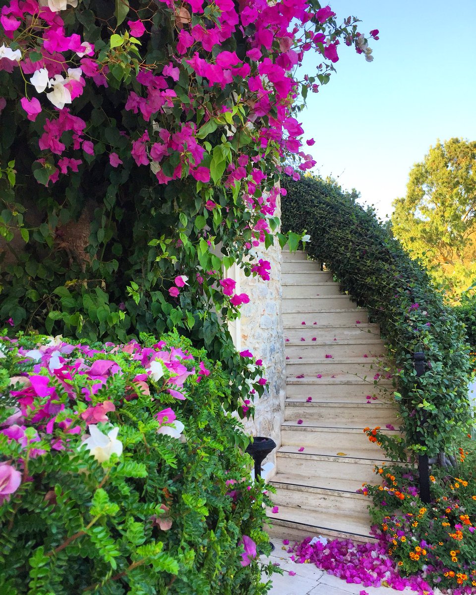 orceyhoteldatca's tweet photo. Begonvil döktüm yollarına...🌺
#orceyhotel #orceyhoteldatca #datça #datcadayasam #datcalife #ege #akdeniz #tatil #tourism #tourismturkey #discoverdatca #discoverturkey #datcaotelleri #datçaotelleri #begonvil #eylül #september #sonbahar https://t.co/z6Ny2CxVG7