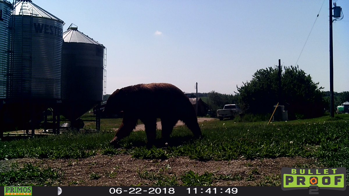 dblaine6's tweet photo. When the trail cam picks this up and the truck is in the yard, luckily we didn’t meet up! @MCOA_Official https://t.co/qe4qE95Df1