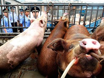 свинья в китае. свинья в китае. животноводство китая. свинья в китае. клонированные поросята.