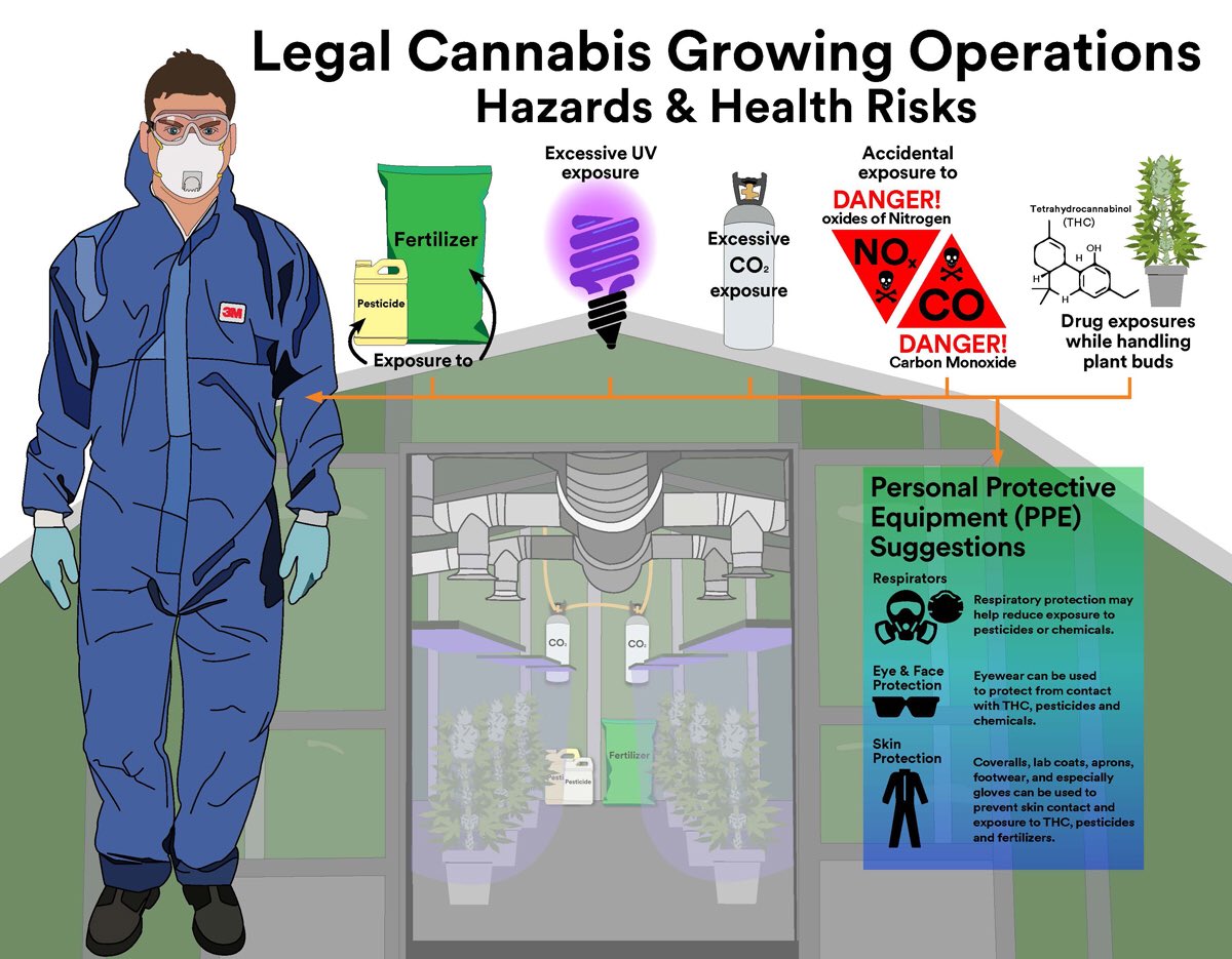 The emerging cannabis production industry in Canada with have to address worker safety. Indoor growing operations will be the main focus of concern for worker exposure to poor air quality and chemicals. #cannabis