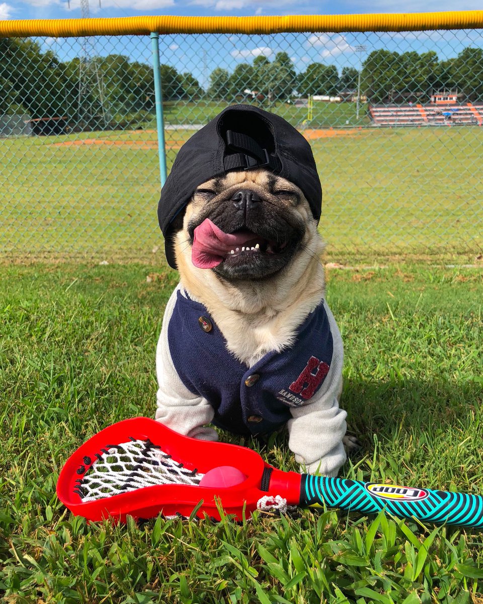 itsdougthepug's tweet photo. Puggy Kavinsky @noahcent https://t.co/ke950Fmi3G