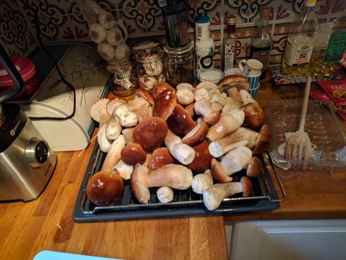killer_b_aoc (@killer_b_aoc) on Twitter photo Well, I missed <a href="/Secret_TheViper/">April Collins</a> 's 24h stream... But I found some sweet fungi! I hope you all enjoyed the snake! Well, I missed <a href="/Secret_TheViper/">April Collins</a> 's 24h stream... But I found some sweet fungi! I hope you all enjoyed the snake!
