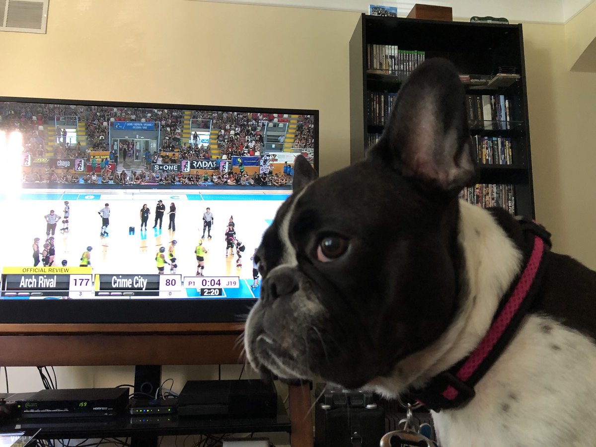 missprint95's tweet image. Jett takes a moment to reflect during an official review. #dogsofwftda #petsofwftda #talk2wfdta
