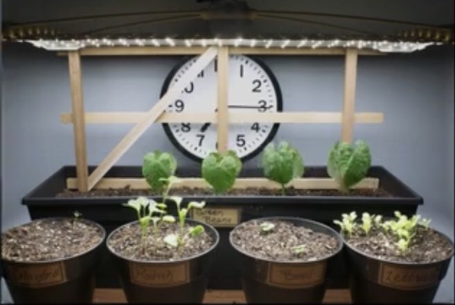 SunPatchLight's tweet image. Grow test day #9. Identical plant sets - set on left grown under Sun Patch Lights vs set on right grown by a south facing window  #Winning