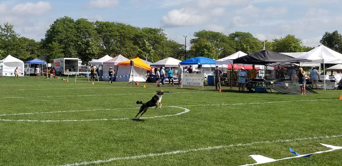 FieldParkPE's tweet image. These dogs are amazing! We had a blast! #ashleywhippet