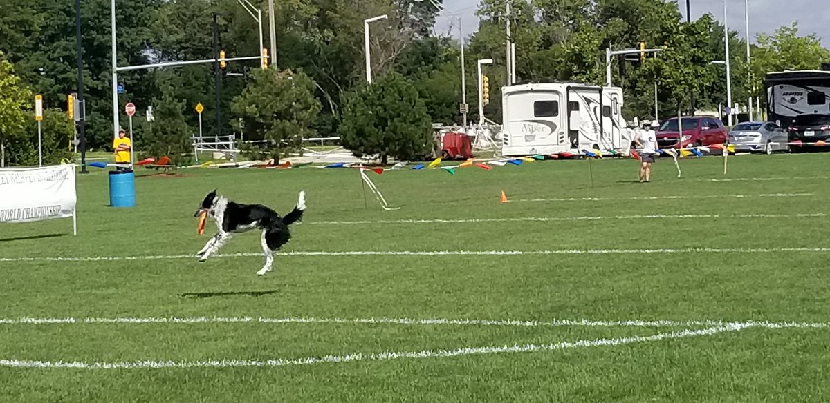 FieldParkPE's tweet image. These dogs are amazing! We had a blast! #ashleywhippet