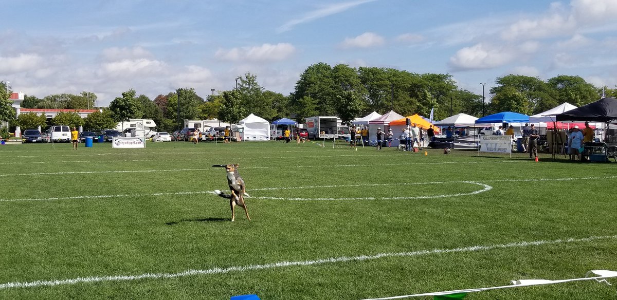 FieldParkPE's tweet image. These dogs are amazing! We had a blast! #ashleywhippet