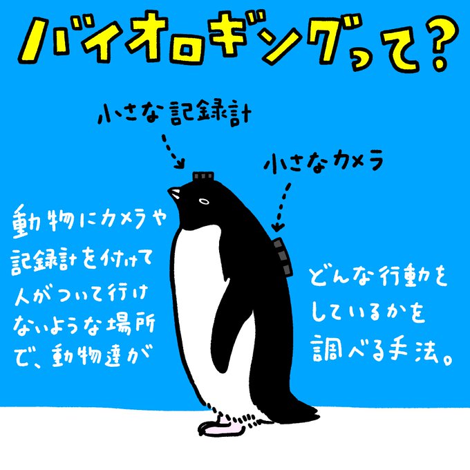 「バイオロギングで新発見!」の内容をもう少し紹介します。※このイラストはSNS用に描いたものです。 