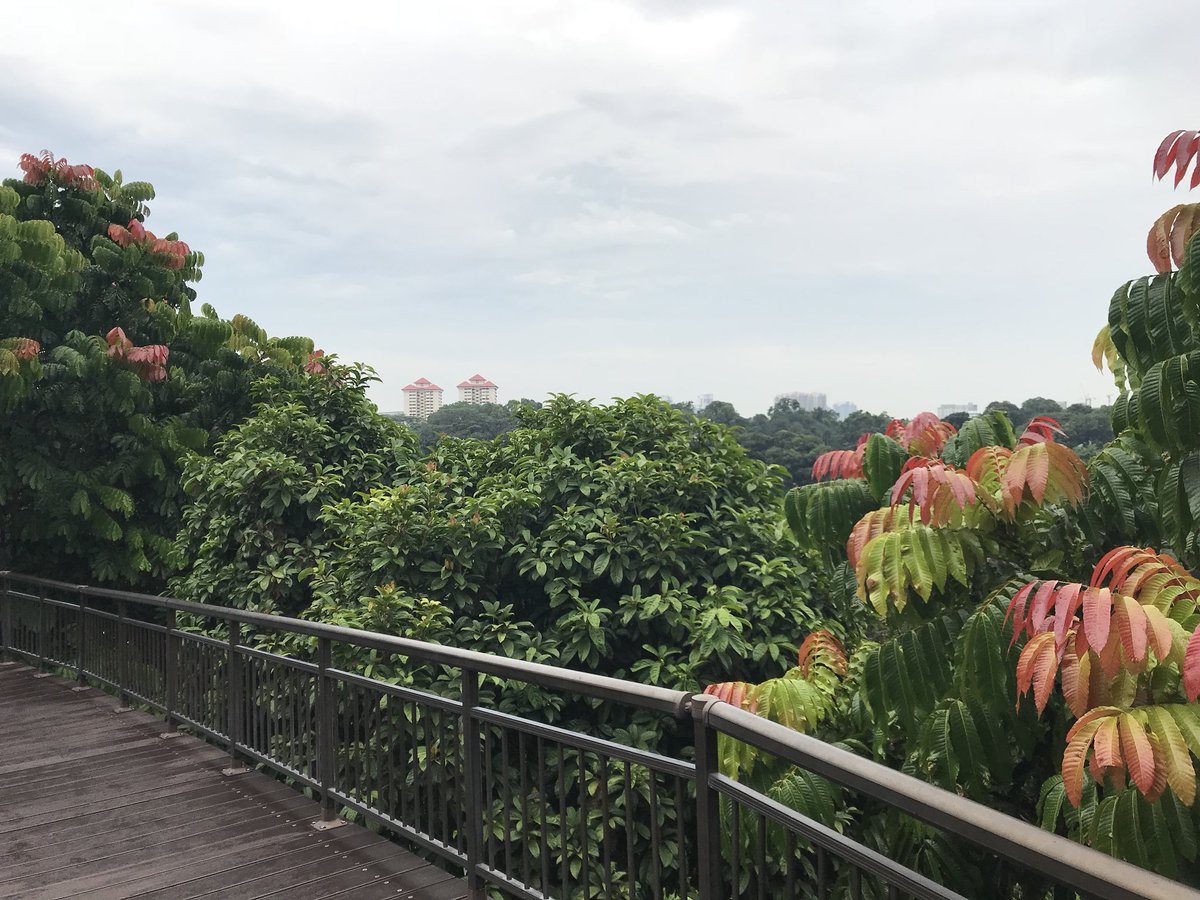 msosa_innovate's tweet photo. The rain forrest in the middle of the city. Amazing #Singapore #SouthernRidges https://t.co/coEsskpIyv