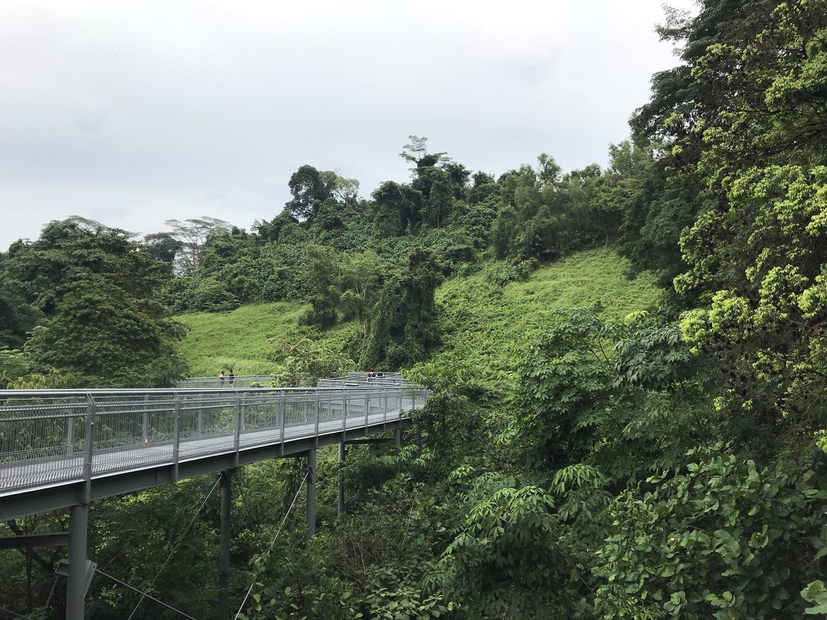 msosa_innovate's tweet photo. The rain forrest in the middle of the city. Amazing #Singapore #SouthernRidges https://t.co/coEsskpIyv