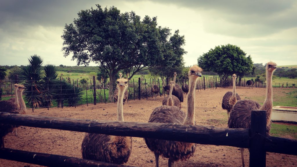 imtithaald's tweet image. Check out my review of the Cape Town Ostrich Ranch. Offers fun for the whole family #thingstodo #placestoexplore