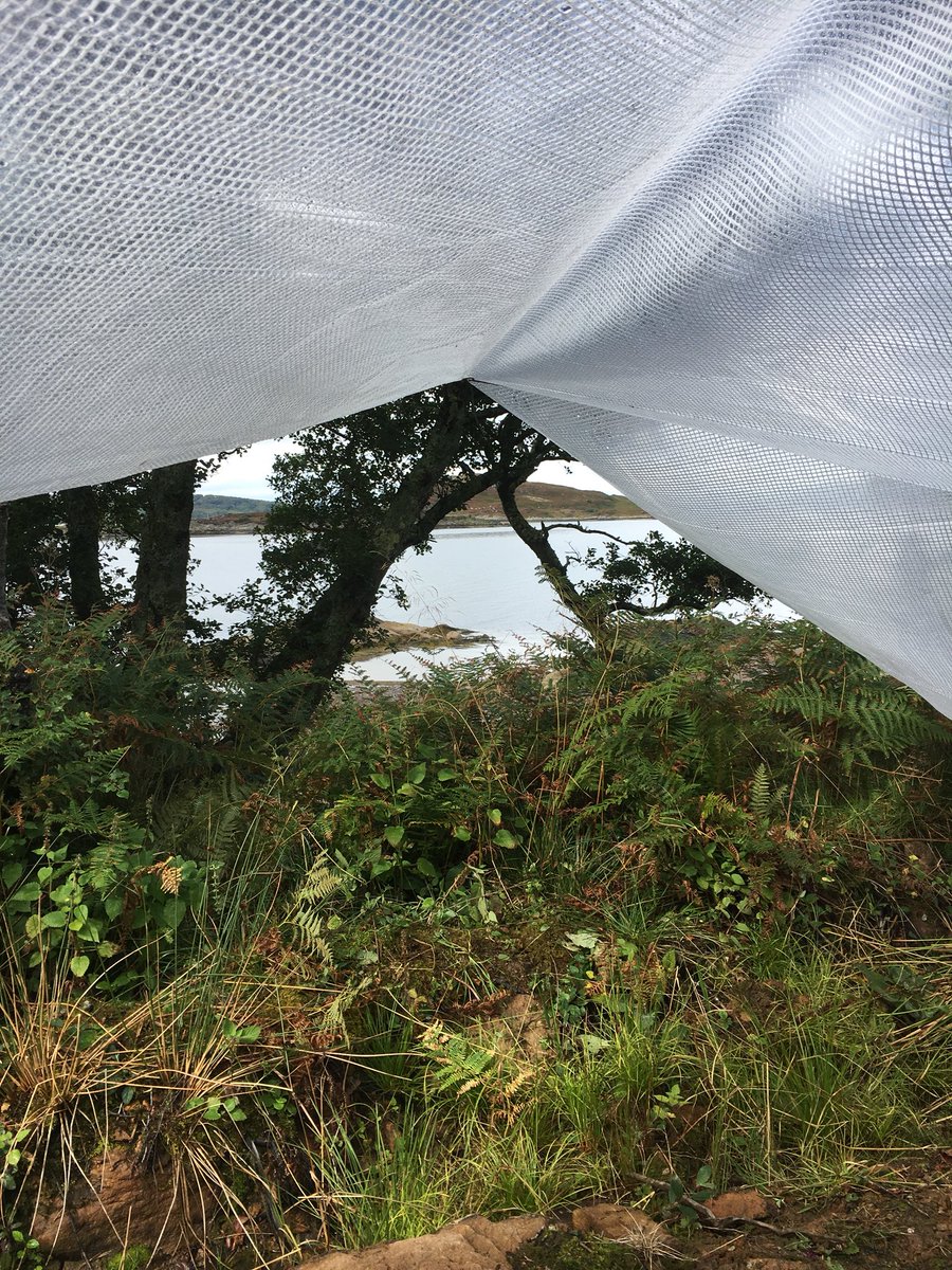 cameronw3bster's tweet image. Started our own self build.....the most time consuming bit has been putting the tarp up....#scottishlandscape #spectacularviews #unhelpfulpetdogs #nowknackered