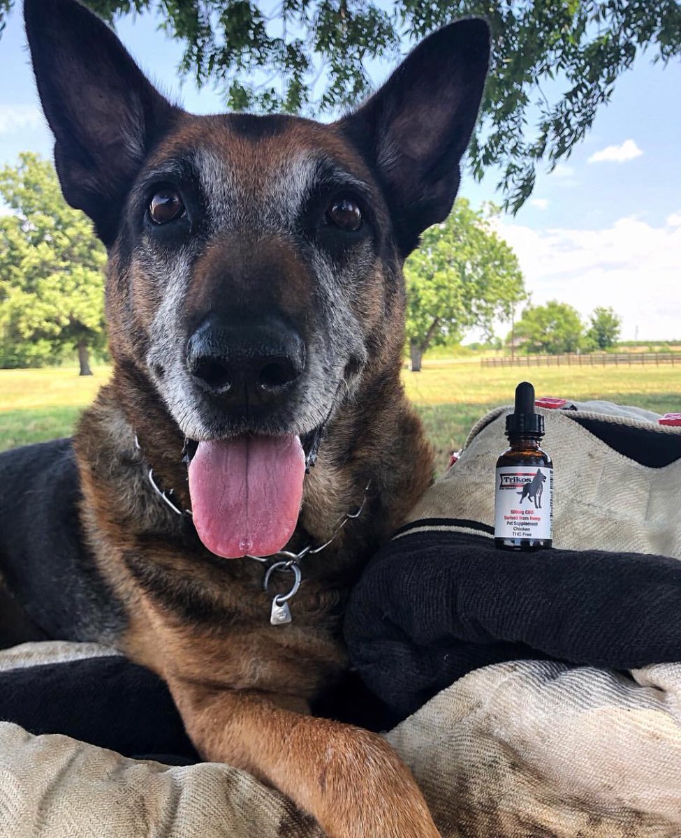 mike ritland dogs for sale