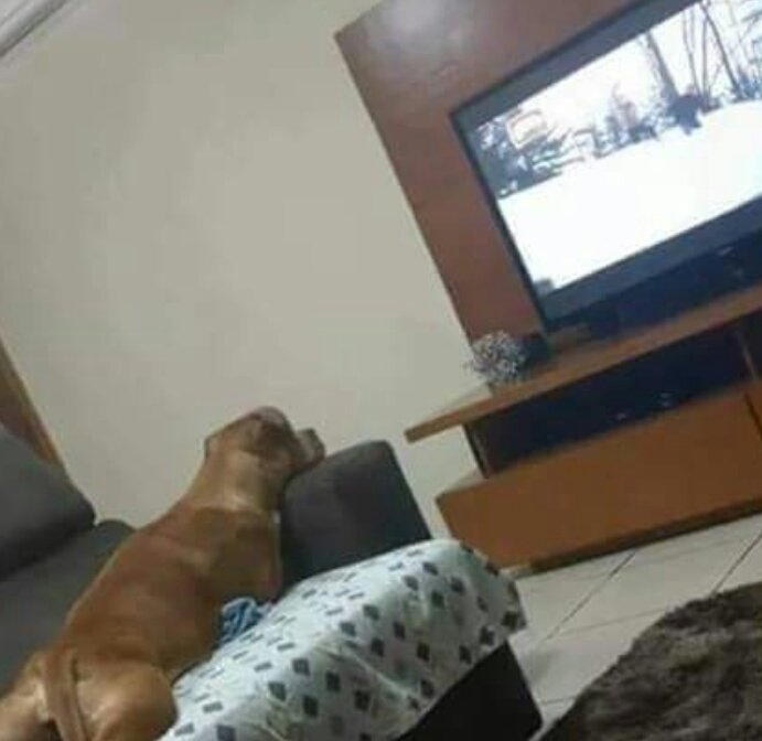 QuartoSinistro's tweet photo. Antes: não quero saber se cachorro dentro de casa não!
Hoje: acho melhor não mudar o canal, o Cláudio tá gosta do do filme. https://t.co/AXxknw08bE
