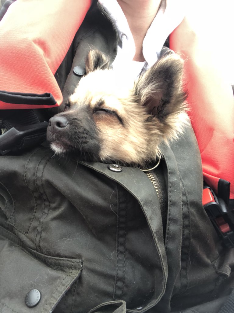 EquilibriumTalk's tweet image. My sleepy little pooch on a boat outing. Born with sea (river) legs.