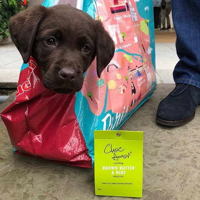 ChocAmorUK's tweet photo. We have a new fan of our Brown Butter & Nibs chocolate.
#gorgeous #puppy #brownlab #chocolate #notourdog September 02, 2018 at 05:44PM https://t.co/hfDTnBLQOm