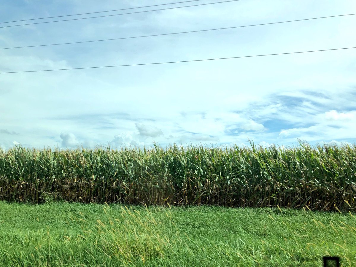 MorganJ_HE's tweet photo. Although many people think that a lot of @IllinoisStateU students are from the city, this is my view when I visit home. What’s your view like #FutureRedbird? #Redbirds #CornfieldsForDays #ViewsFromThe309 https://t.co/nPCZYAGhYZ
