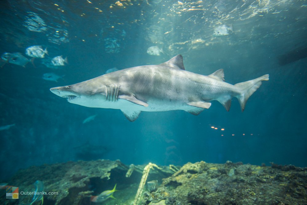 OuterBankscom's tweet image. King of the sea at the NC Aquarium #obx #outerbanks ow.ly/8nrW30kGXeT