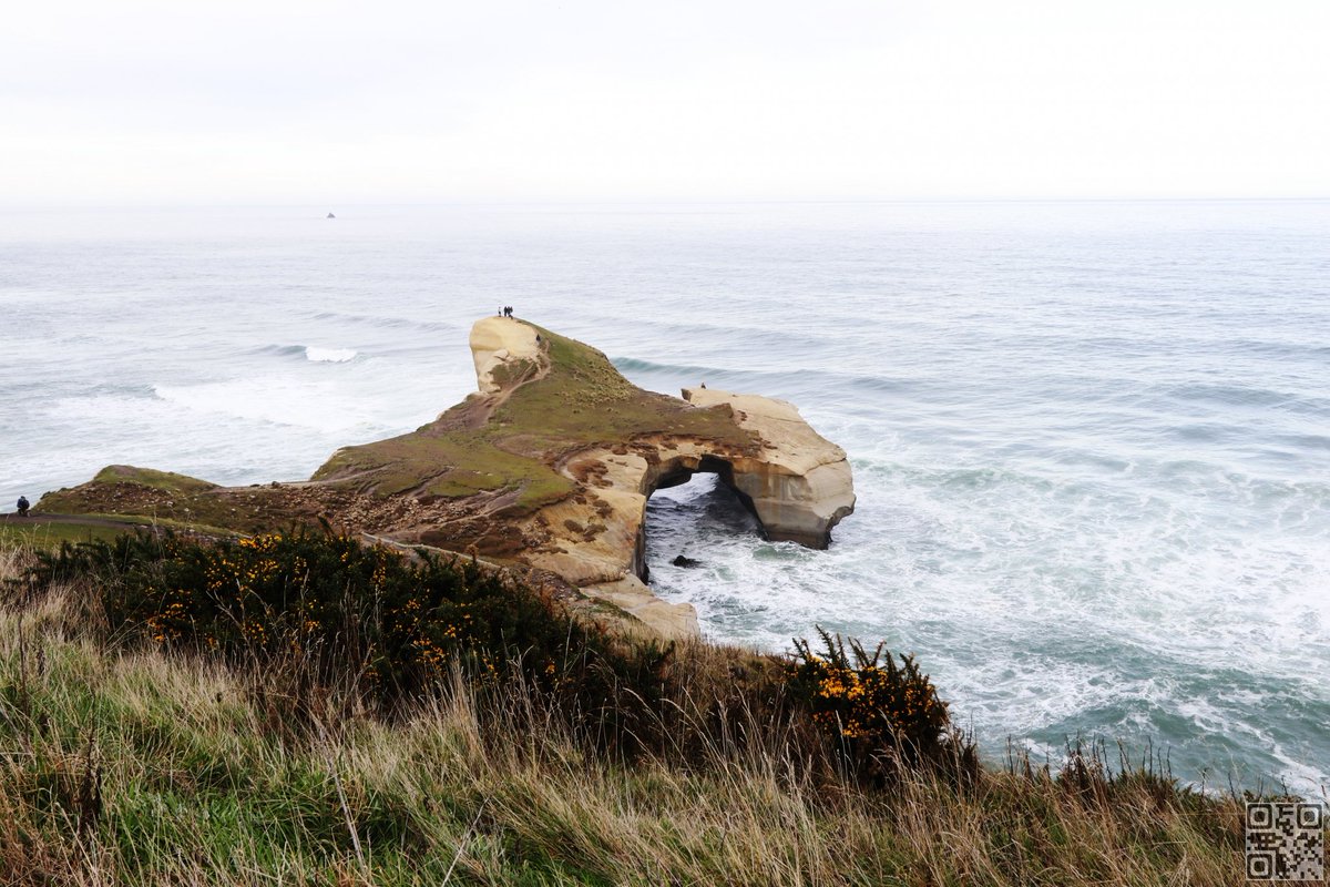 BarkTwicePhoto's tweet photo. BarkTwice | https://t.co/vOT4XnNCkc | #photo #Tunnel_Beach 01 #Dunedin #New_Zealand #ダニーデン #ニュージーランド https://t.co/BN6pqAw5kO