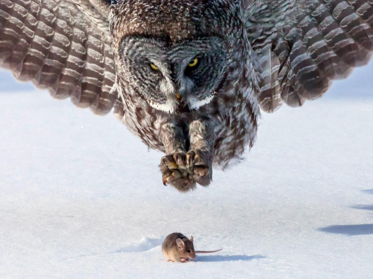 sheesh_kabobs's tweet photo. STOP.
The mouse feels frozen snow on its toes.
No sound, but an ominous foreboding.
#RIT #ENGL211 #CW211 https://t.co/V9eJjQs8H7